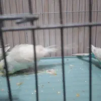 مرغ عشق|پرنده|پیرانشهر, |دیوار