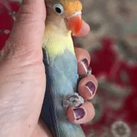 گمشده|حیوانات|نیشابور, بلوار گلها|دیوار