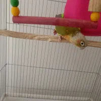 گرینچیک آناناسی|پرنده|فردوس (خراسان), |دیوار