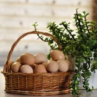 تخم مرغ محلی