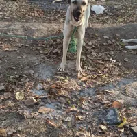 واگذاری ماده8ماهه گلهای نگهبان نسلکشی درجه یک|سگ|تبریز, |دیوار