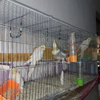 فروش عروس هلندی