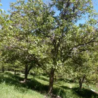 زمین ۶۴۰ متری