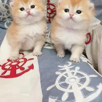 بچه گربه های اصیل و نایس( ایران کتز)|گربه|اصفهان, احمدآباد|دیوار