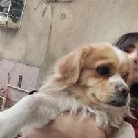 گلدن اشپیتز