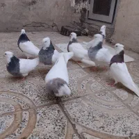 کبوتر طوقی