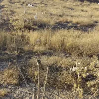 فروش زمین تجاری|فروش دفتر صنعتی، کشاورزی، تجاری|قروه, |دیوار