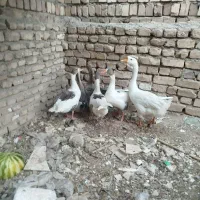 غو غار