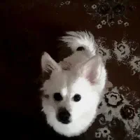 توله اشپیتز