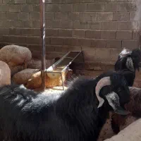 نر بز (بزغاله) یور مناسب نژادگیری|حیوانات مزرعه|دینور, |دیوار