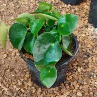 قطره باران|گل و گیاه طبیعی|اصفهان, زاجان|دیوار
