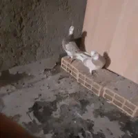 کفتر های آس همه جفت