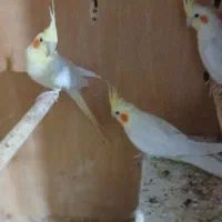 ۳ عدد|پرنده|خرمشهر, |دیوار