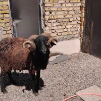 گوسفند چاقالو