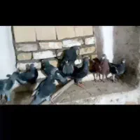 کبوتر چاپی پلاکی