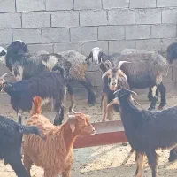 میش|حیوانات مزرعه|فراشبند, |دیوار