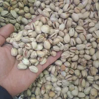 پسته کله قوچی