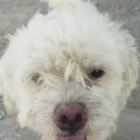 سگ پا کوتاه