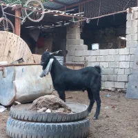 بز نر افغانی اصل