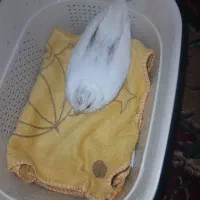 جوجه آلبینو نر