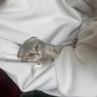 بچه گربه اسکاتیش ۱۳ م + ۴ م وسیله رایگان