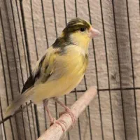 قناری ماده آماده