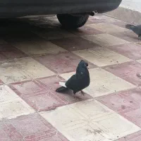 کبوتر یا کفتر