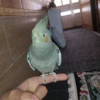 عروس هلندی همراه با قفس