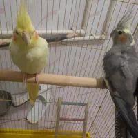 دو عدد عروس هلندی