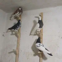 کفتر نرو ماده بهبونی