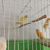 قناری نر وماده|پرنده|تنکابن, |دیوار
