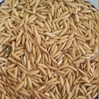 تخم جو هاشمی پدر بابای سورتینگ شده