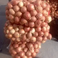 پیاز|عمدهفروشی|دورود, |دیوار