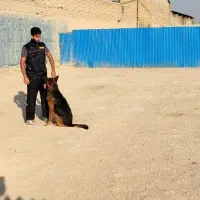 مربی سگ آموزش سگ