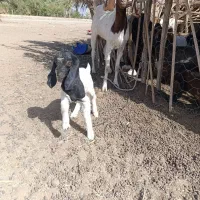 فروش فوری گوسفند|حیوانات مزرعه|جیرفت, |دیوار