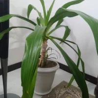 گل اشک ملکه