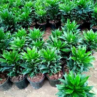 گل طبیعی و آپارتمانی کامپکت آناناسی عمده و تک