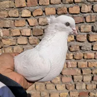 کبوتر|پرنده|اراک, |دیوار