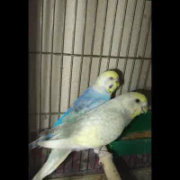 مرغ عشق رینبو اصل باتخم