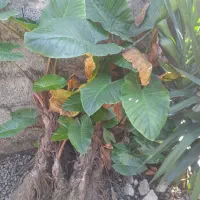 گل بابا آدم|گل و گیاه طبیعی|رحیمآباد, |دیوار