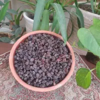 کشمش بیدانه تاکستان