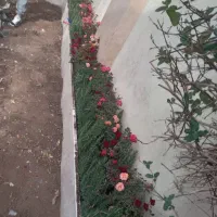 خدمات باغبانی باغچه کاری کاشت گل تعویض خاک گلدون|خدمات باغبانی و درختکاری|تهران, تهرانپارس شرقی|دیوار
