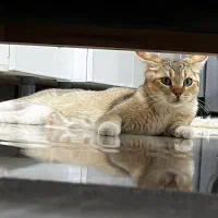 واگذاری گربه بریتیش|گربه|کرمانشاه, |دیوار