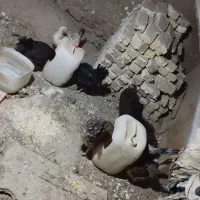 مرغ|حیوانات مزرعه|نیاسر, |دیوار