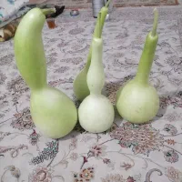 کدو قلیونی|صنایع دستی و سایر لوازم تزئینی|شیراز, شهرک صادقیه|دیوار