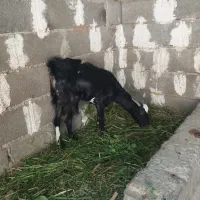 گیسه چاق|حیوانات مزرعه|میناب, |دیوار