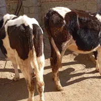 سه عدد تلیسه و یک عدد گاو قصر