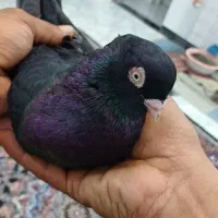 نر سیاه جوان