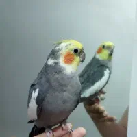 عروس هلندی سینامون نر