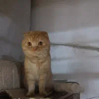 گربه اسکاتیش نر جهت جفتگیری